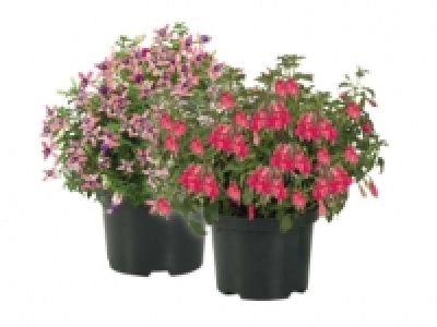 Winterharte Fuchsien CHF&nbsp;3.99