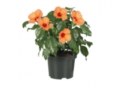 Hibiskus Busch CHF 6.99
