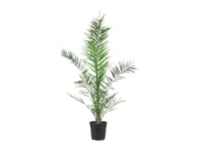 Kanarische Dattelpalme CHF&nbsp;19.99