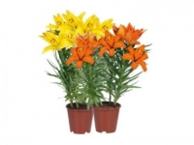Asiatische Lilien CHF 4.99