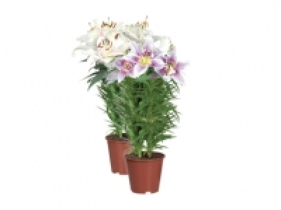 Orientalische Lilien CHF 7.99