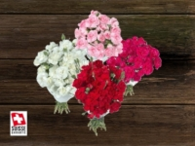 Schweizer Bartnelken