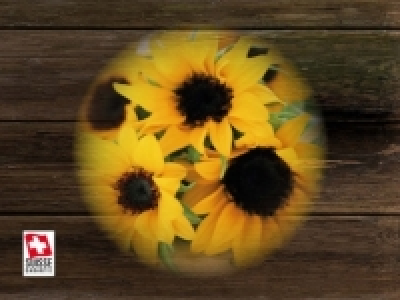 Schweizer Sonnenblumen