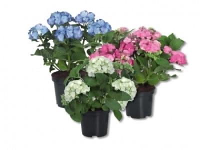 Gartenhortensien CHF 6.99