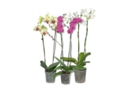Phalaenopsis 2-Stieler CHF 7.99