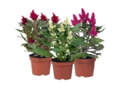 Celosia Parade