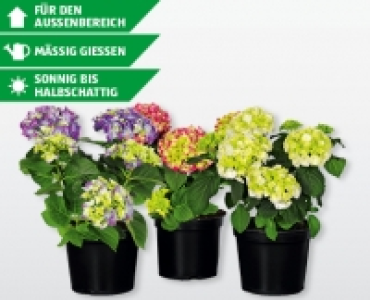 Freiland-Hortensien