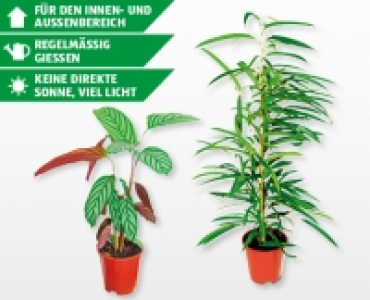 GARDENLINE® Grünpflanze