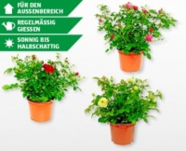 Rosen Exklusiv CHF 7.99
