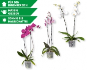Phalaenopsis XXL CHF 14.99