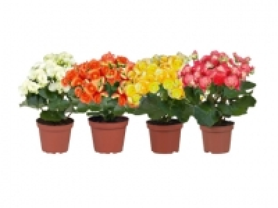 Begonien CHF 2.99