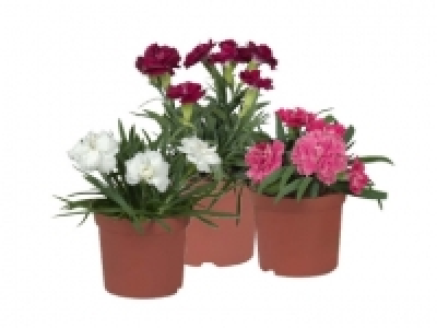 Nelken CHF 1.79