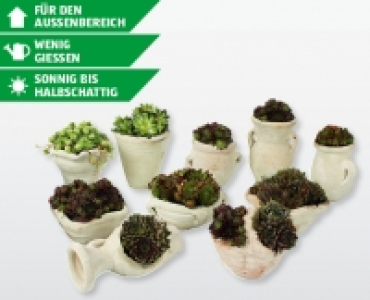 Steingartenpflanze CHF 4.99