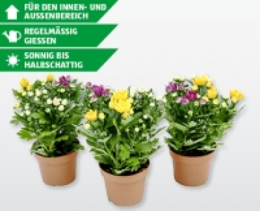Chrysanthemen Trio CHF 1.99