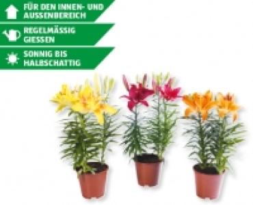 Topflilien CHF 2.99