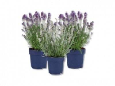 Lavendel angustifolia CHF 3.99