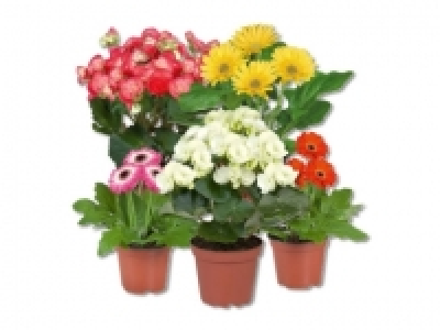 Blühpflanzen in Dekotüten CHF 2.49