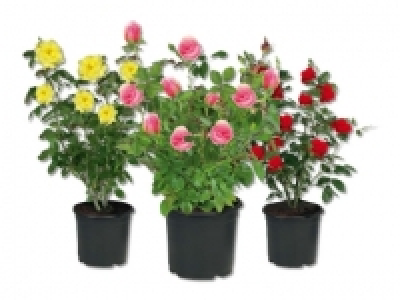 Freilandrosen CHF&nbsp;4.99