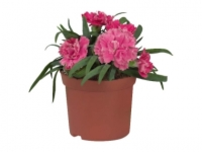 Dianthus Pink kisses CHF 2.99