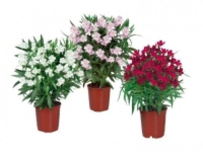 Oleander CHF 6.99