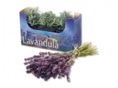 Lavendel angustifolia CHF 3.49