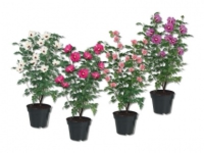 Gartenhibiskus CHF 5.99