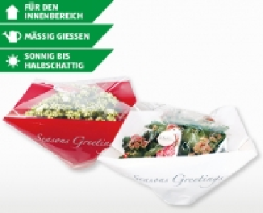 Kalanchoe TiSento-Schale