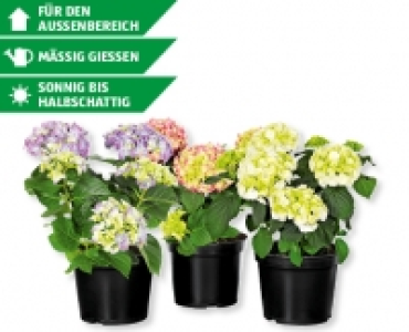 Freiland-Hortensien CHF 6.99