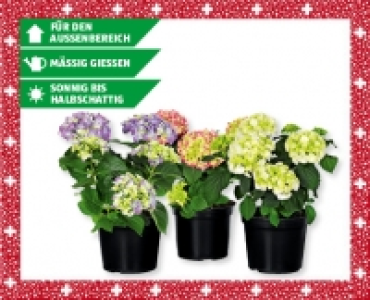 Freiland-Hortensien CHF 6.99