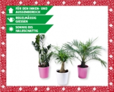Palmen-Mix CHF 9.99