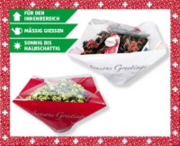 Kalanchoe TiSento-Schale CHF 8.99