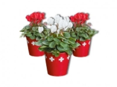 Alpenveilchen im Schweizer Zinkeimer-Look