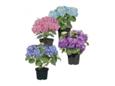Gartenhortensien CHF 7.99