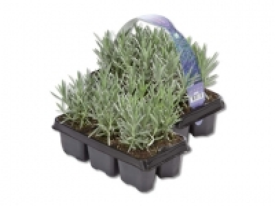 Lavendel angustifolia CHF 4.99