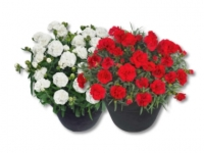 Dianthus Adorables CHF 1.99