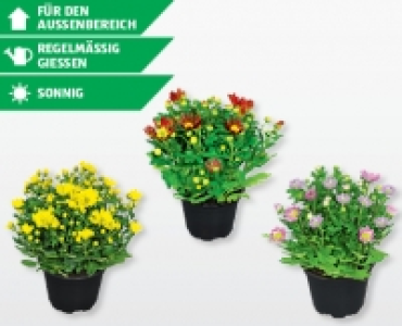 Blühende Chrysanthemen