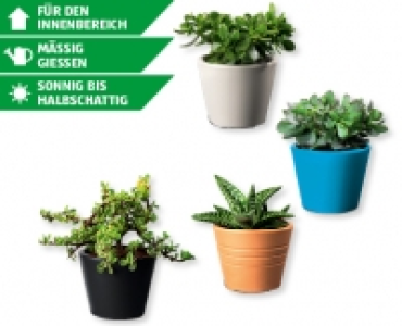 Sukkulenten Sommermischung