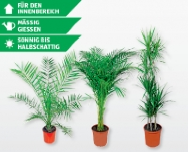 Solitärpflanze CHF 29.90