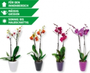 Phalaenopsis im Keramikübertopf