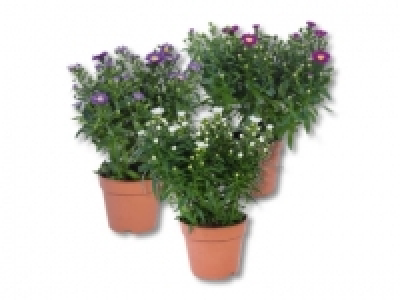 Aster novi-belgii