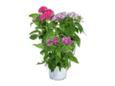 Pentas Ianceolata CHF&nbsp;2.49