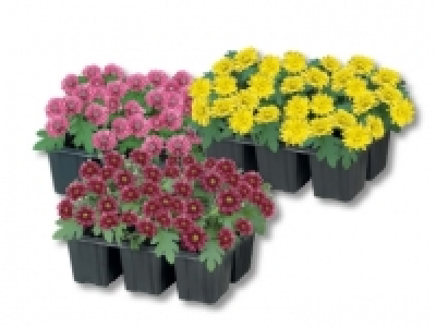 Chrysanthemen CHF 3.99