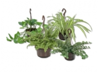 Ampelpflanzen f&uuml;r Innen CHF&nbsp;4.99