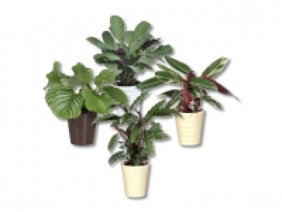 Calathea-Mix in Keramik