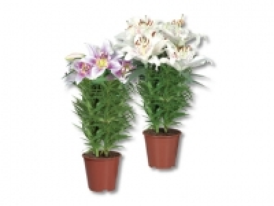 Orientalische Lilien CHF 7.99