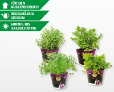 SCH&Auml;TZE DES ORIENTS Orientalische K&uuml;chenkr&auml;uter