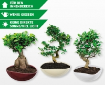 Bonsai CHF 19.99