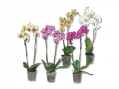 Phalaenopsis 2 Stieler CHF 7.99