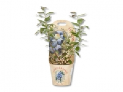 Blaubeeren im Topfcover