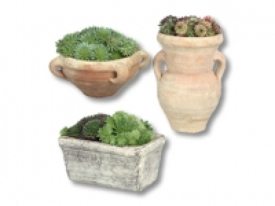Steingartenpflanzen im Steinguttopf CHF 4.99